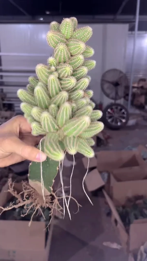 多头 白檀【嫁接】品种不指定