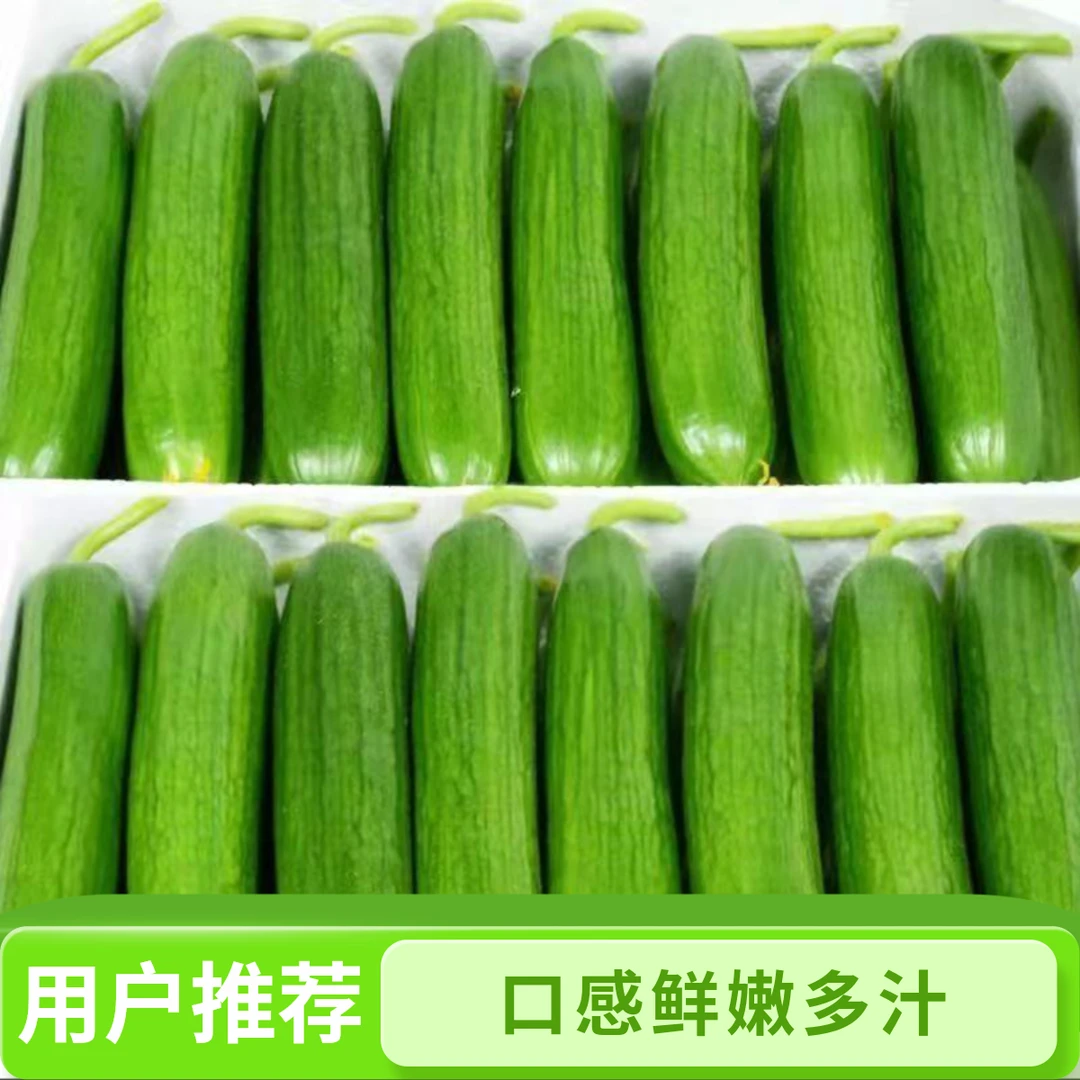农家水果黄瓜5斤新鲜无刺脆嫩多汁低卡沙拉凉拌即食孕妈现摘现发