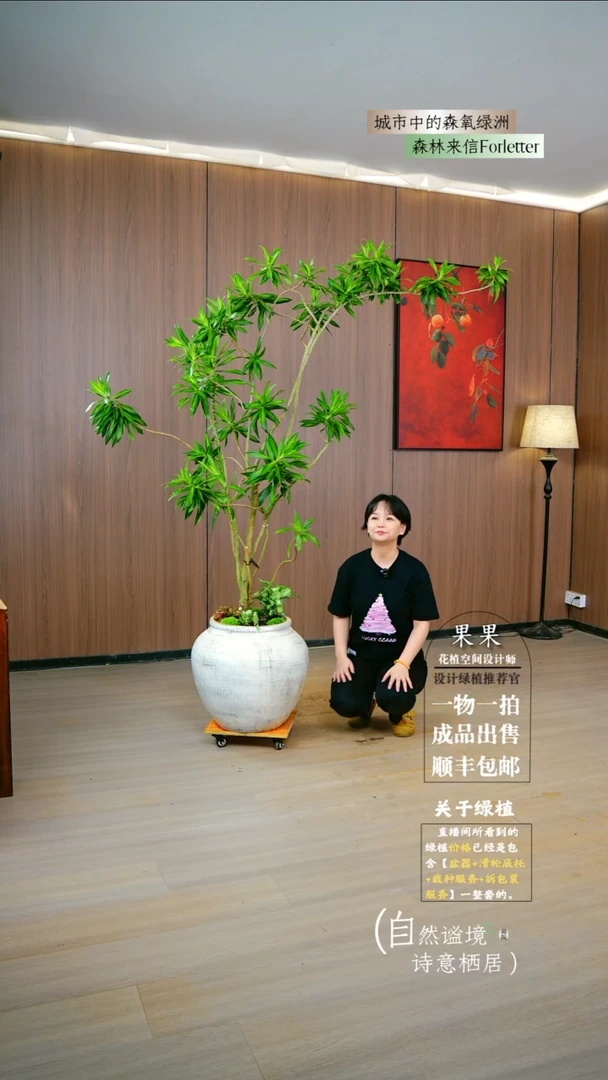 不开花植物面*巧老桩金心百合竹一整套送货上门