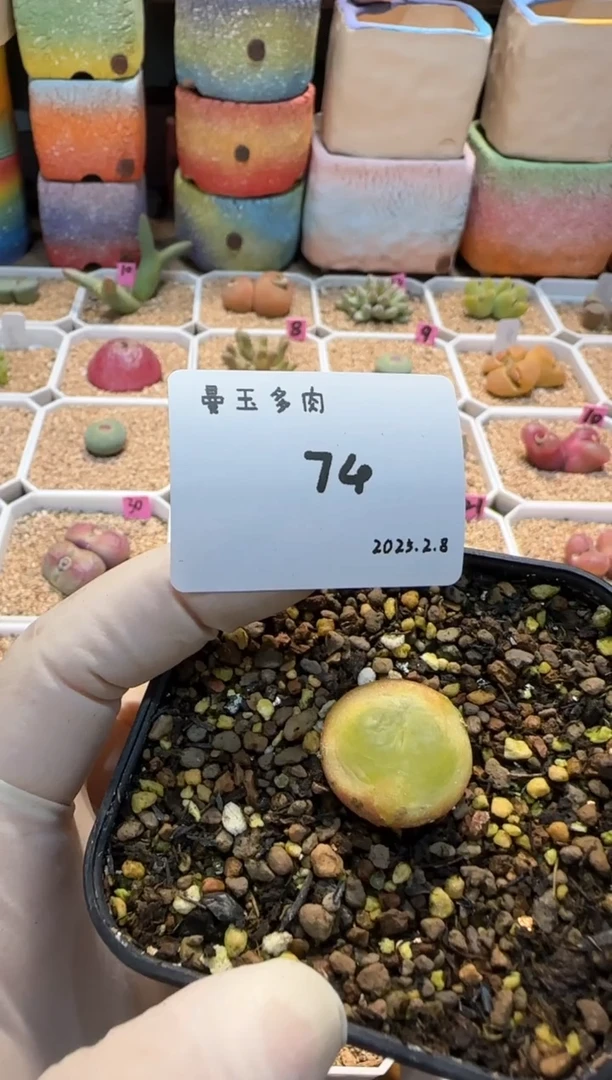 【闪购商品】25.2.8-74奶栗