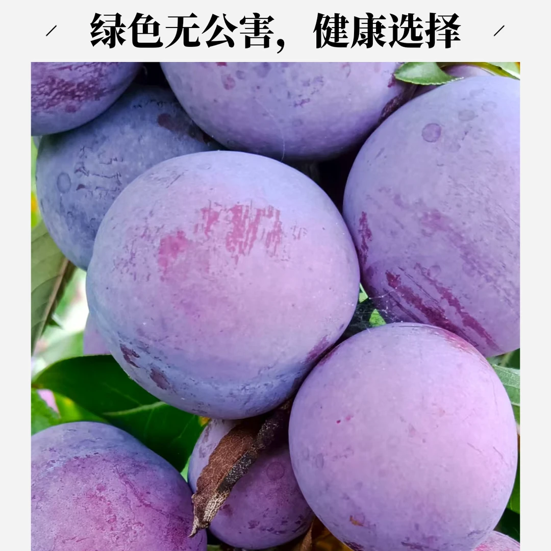 脱骨李脆红李陕西高山脆李果园现摘现发新鲜应季多汁脆甜水果