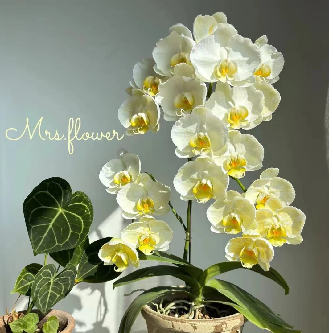 《金边蕾丝》1.7寸杯小苗蝴蝶兰【嫌小勿拍】