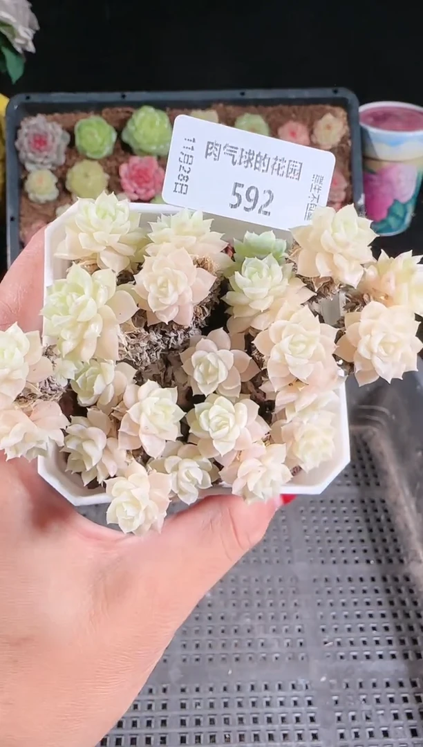 多肉1128-592群生不包整