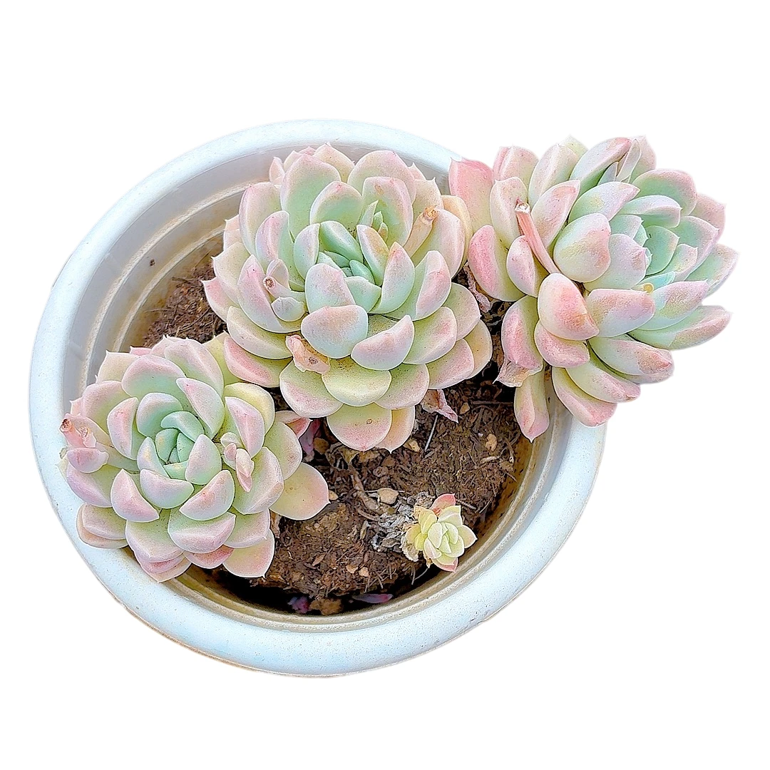 【奶油美人】【满9.9包邮】星花怒放二哥多肉植物栽种养护黄色四季