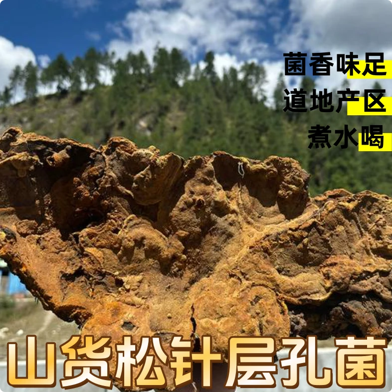 【松针层孔菌】500g起 搭配灵芝桑黄桦树茸