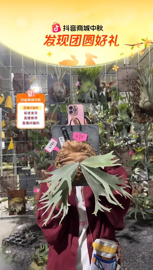 不开花植物L781-波哥苏丹孢子苗