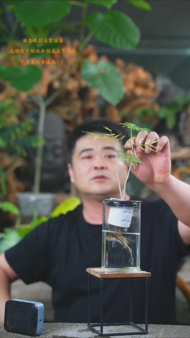 完全开放菩提205T