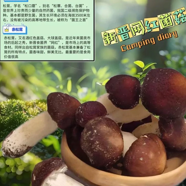 云南仿野生赤松茸250克起新鲜赤松茸