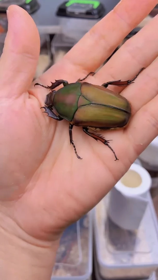 乌干达母成虫一只