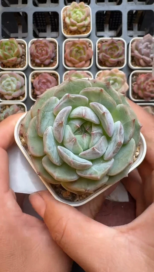 230R脱土发 当场拍3颗以上包柚 多肉植物 一物一拍