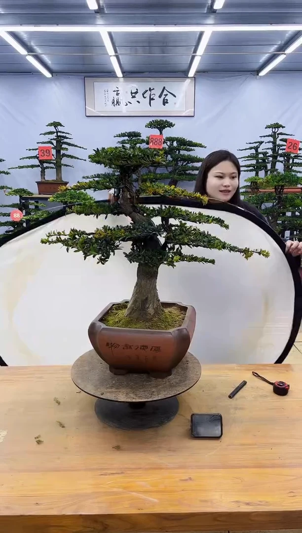 【闪购商品】高端盆景一物一拍，所见即所得