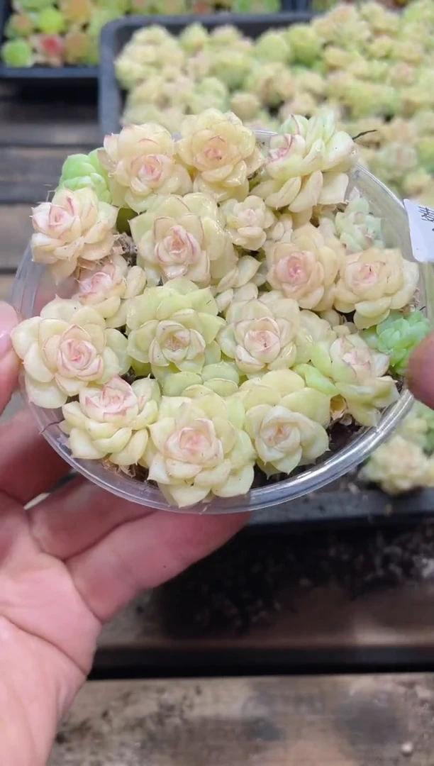 268白天鹅      量拍