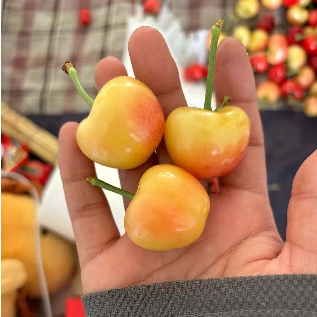 【安心妹妹】2棵组合辉煌1-5 原盆原土带叶车厘子大樱桃苗包邮辽宁