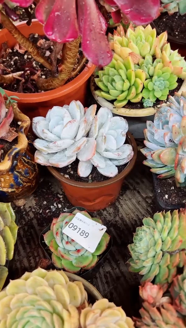 ღ*o多肉植物一物一拍091204