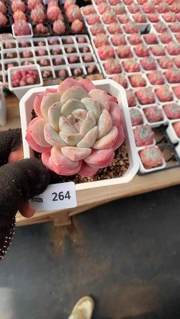 【闪购商品】264糖心一物一拍