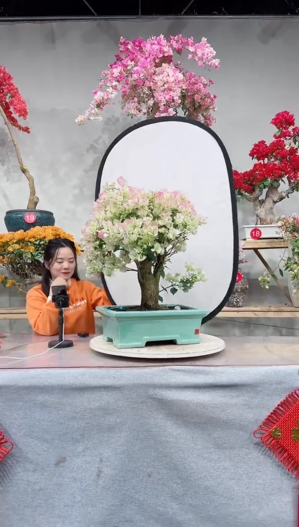 【闪购商品】盆景绿叶樱花