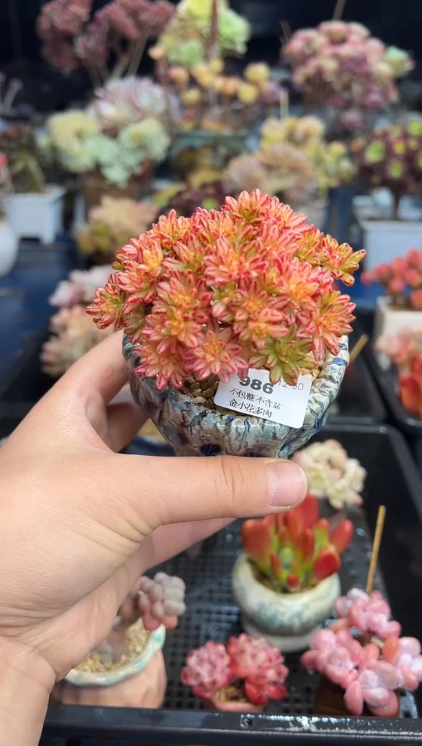 【闪购商品】986带盆