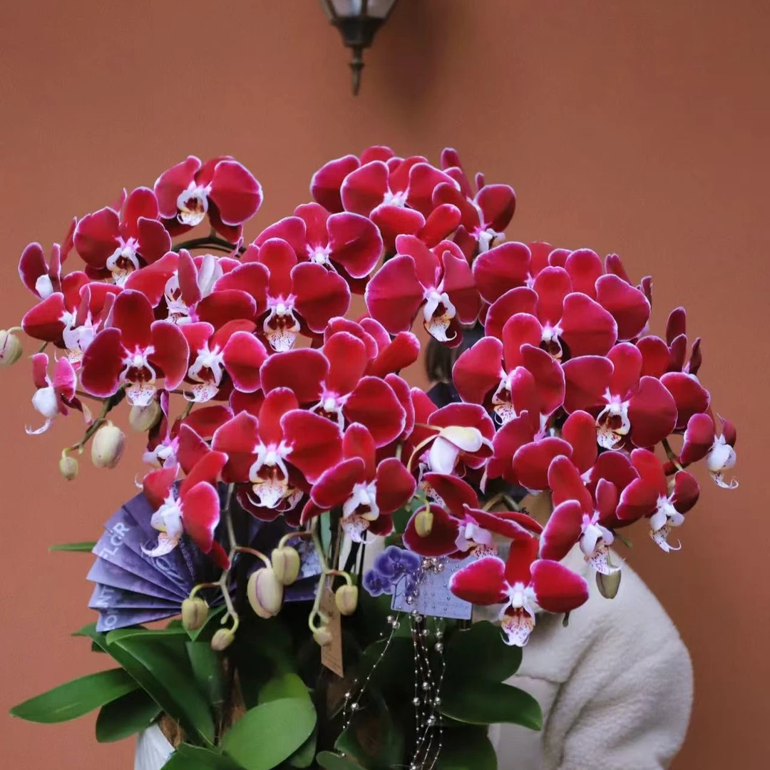 【3.5寸杯】大花 名贵品种 幻影 蝴蝶兰 不带花剑 叶片瑕疵介意勿拍