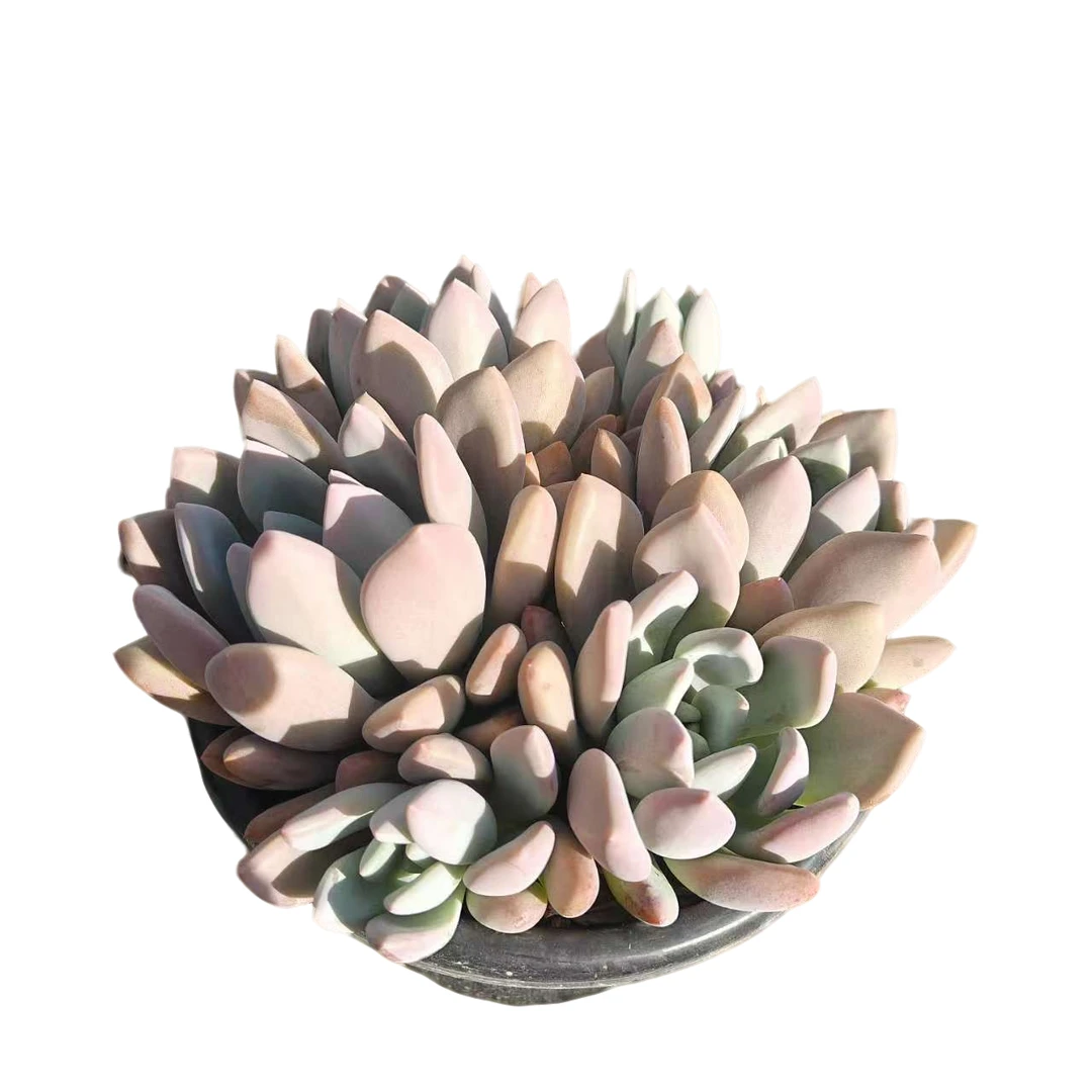 奥普琳娜  好看好养 多肉植物  精品多肉绿植