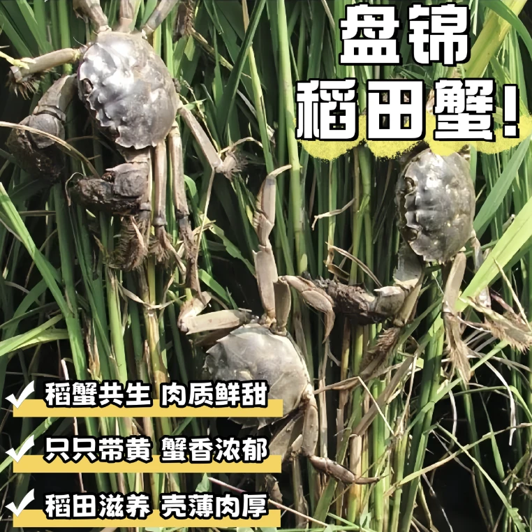 【筛选精品蟹】盘锦河蟹全母2.0-1.7两/只共12只京东冷链包邮