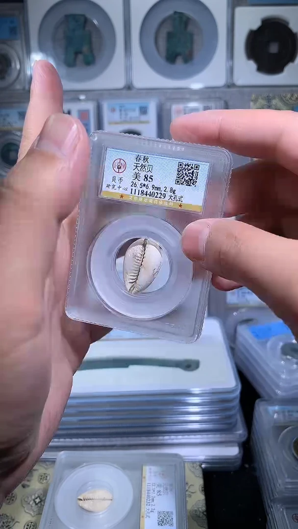 【闪购商品】铜御泉收藏天然bei一枚