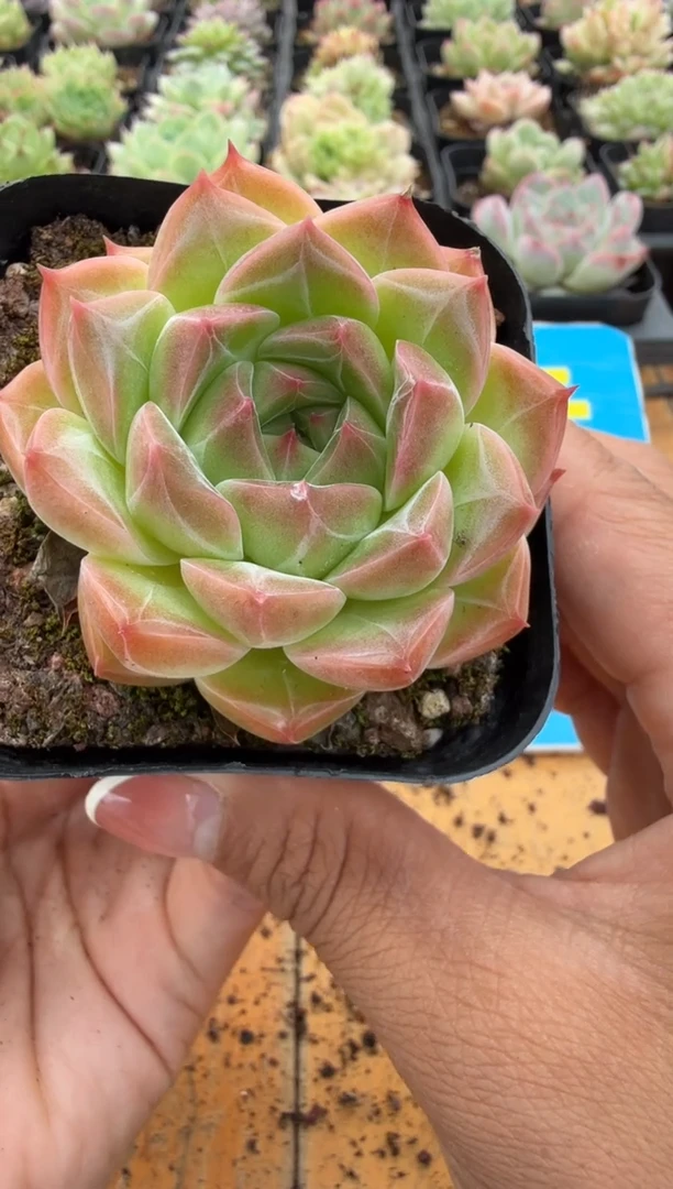 东云多肉园二店-140