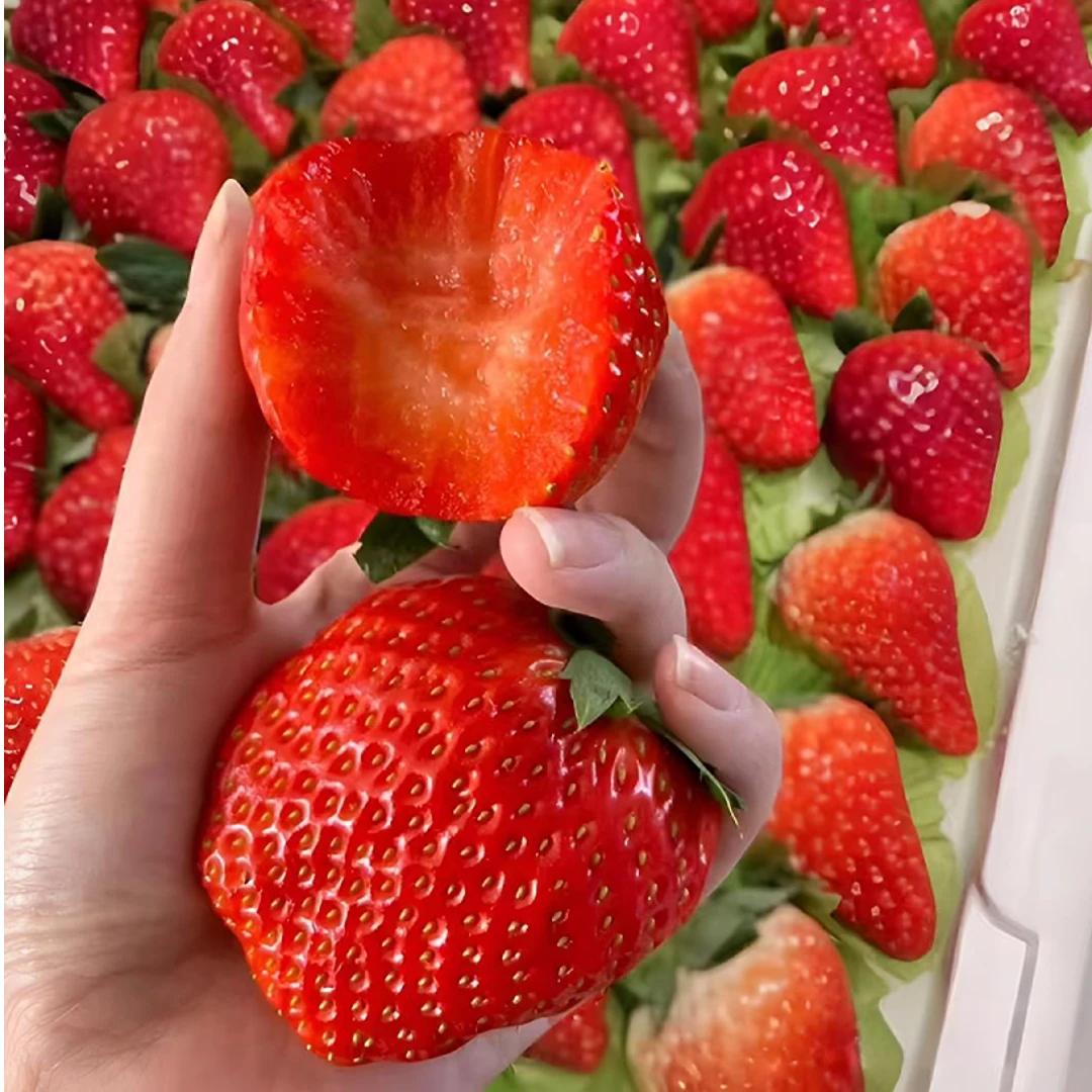H【顺丰包邮】大凉山露天奶油草莓新鲜应季水果和丹东草莓一样浓郁