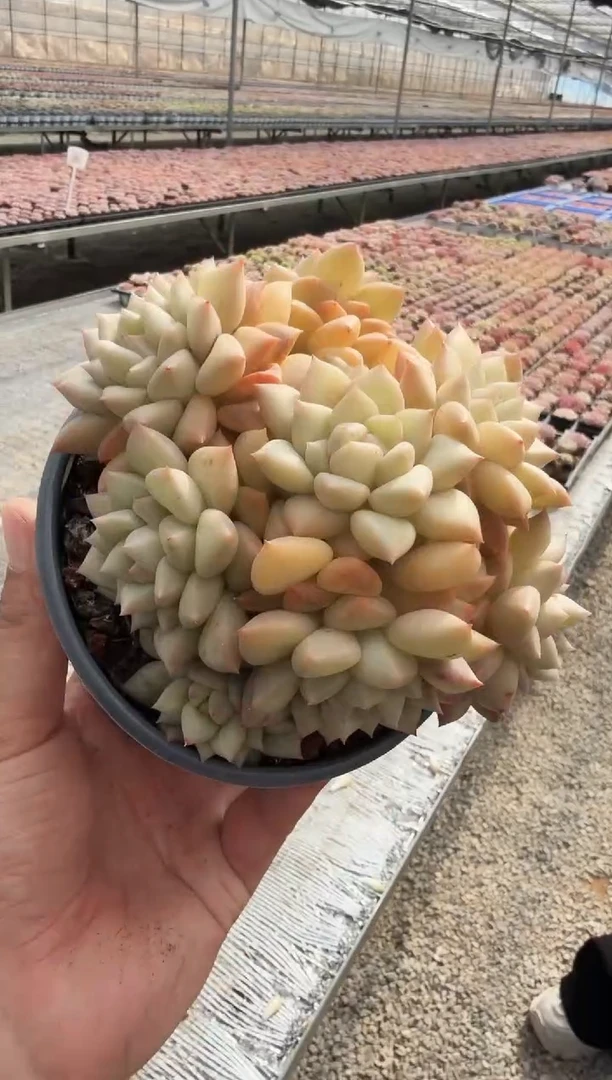 东云多肉园新款-30（脱土）