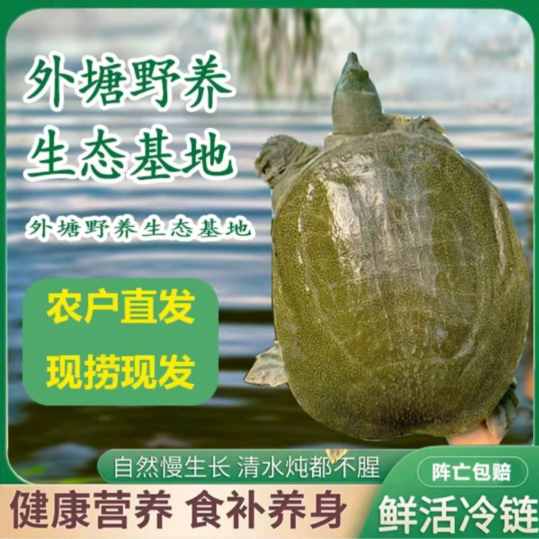 4只7-6斤 汉寿外塘生态甲鱼 鲜活发货 保活到家