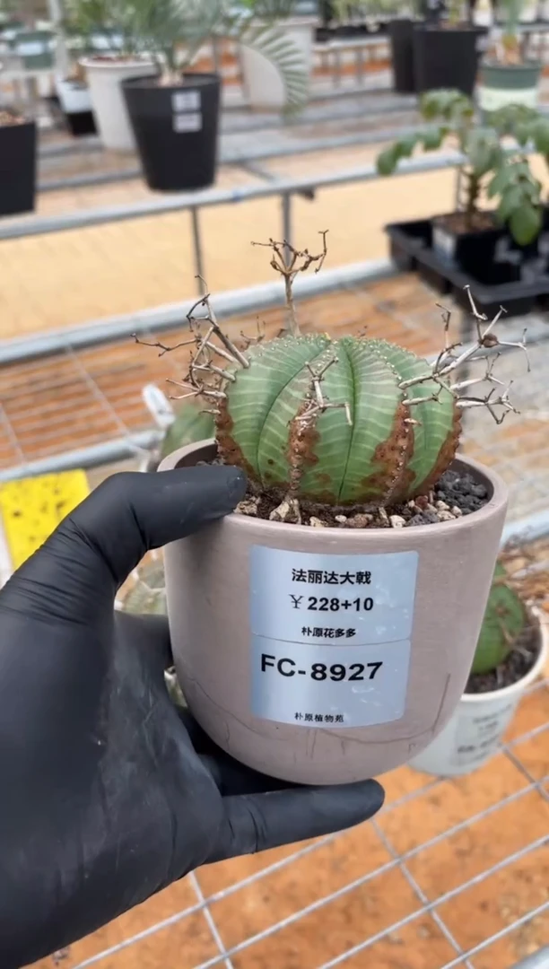 法丽达大戟FC-8927