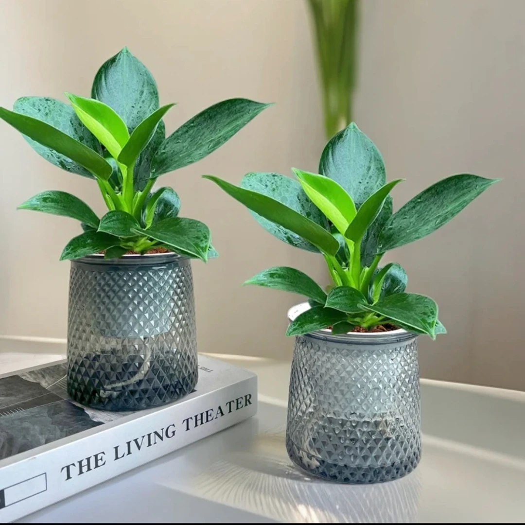 【买一送一】金钻绿公主办公桌客厅室内小盆栽花卉绿植冬季好养A