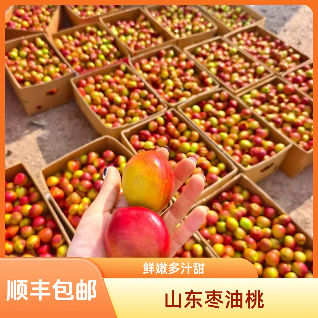 【顺丰包邮】正宗山东枣油桃5斤桃子同城送山东省