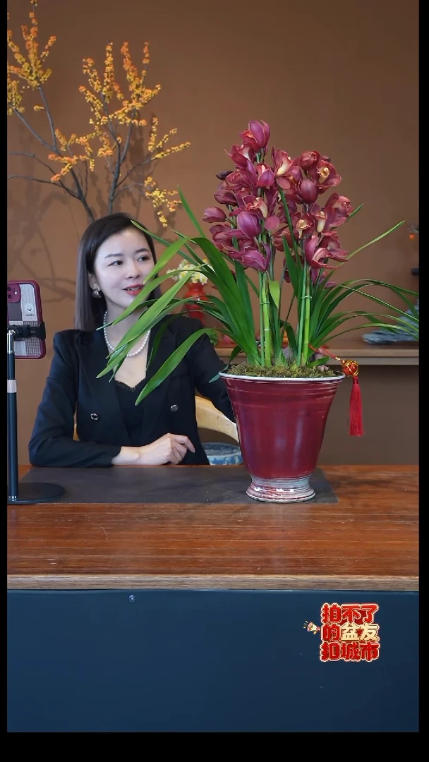 全部花朵朱雀盆景盆景