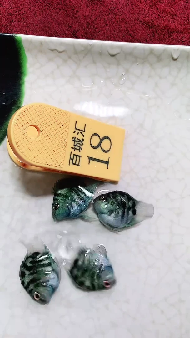 鹦鹉鱼66666666666666666666