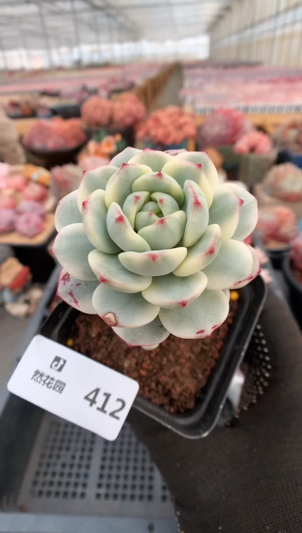 【闪购商品】412香草锦一物一拍