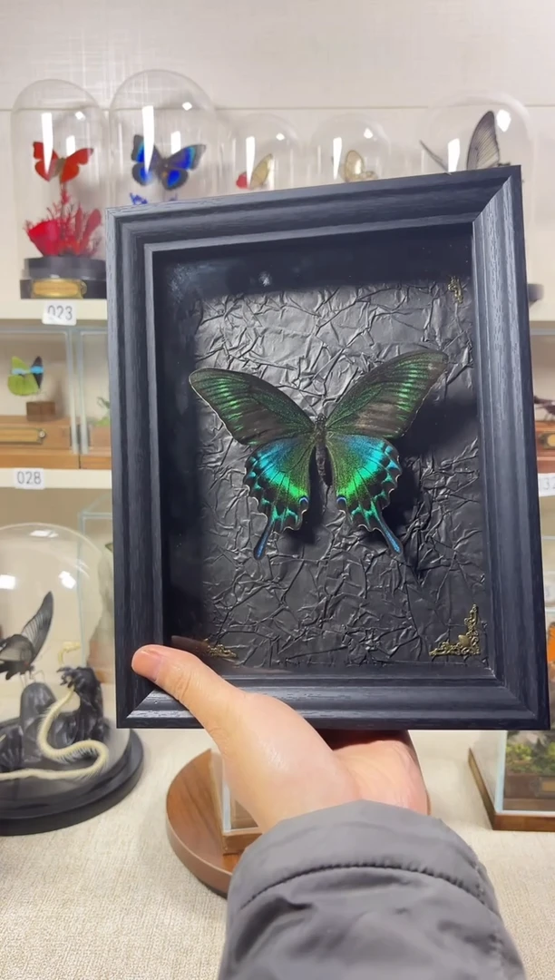 大自然真实蝴蝶标本