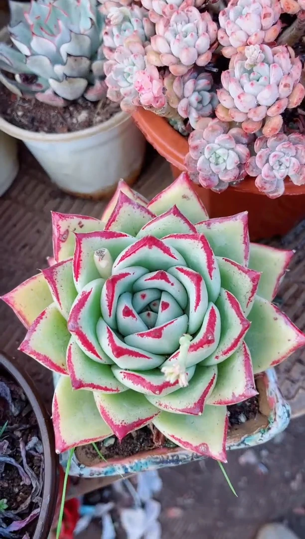 【闪购商品】09121