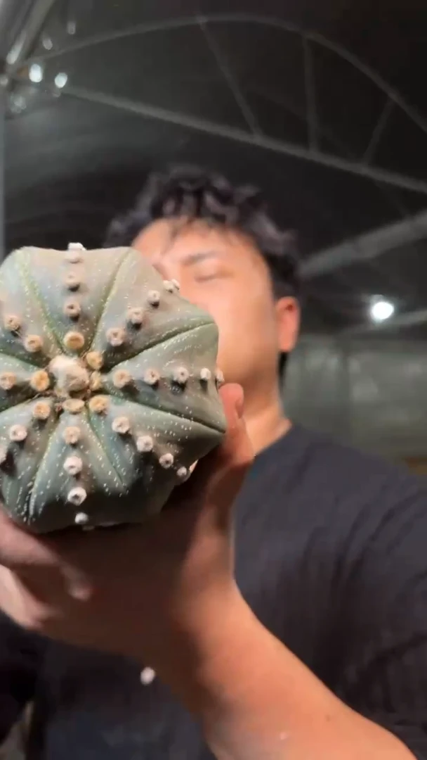 8-11cm 大星兜 不指定带崽