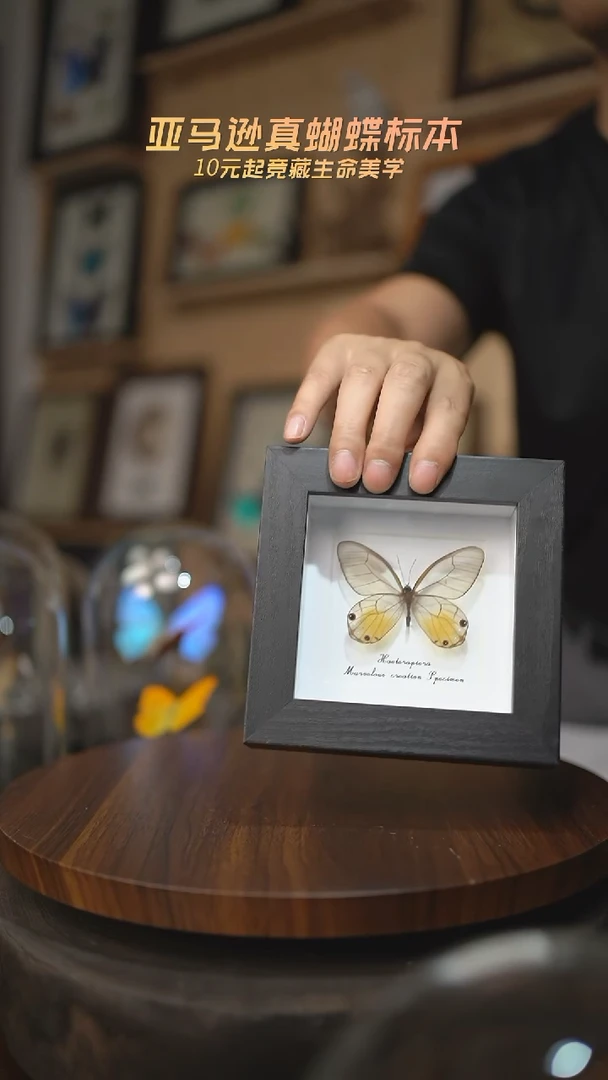 有机玻璃黄晶眼蝶4寸黑色方框