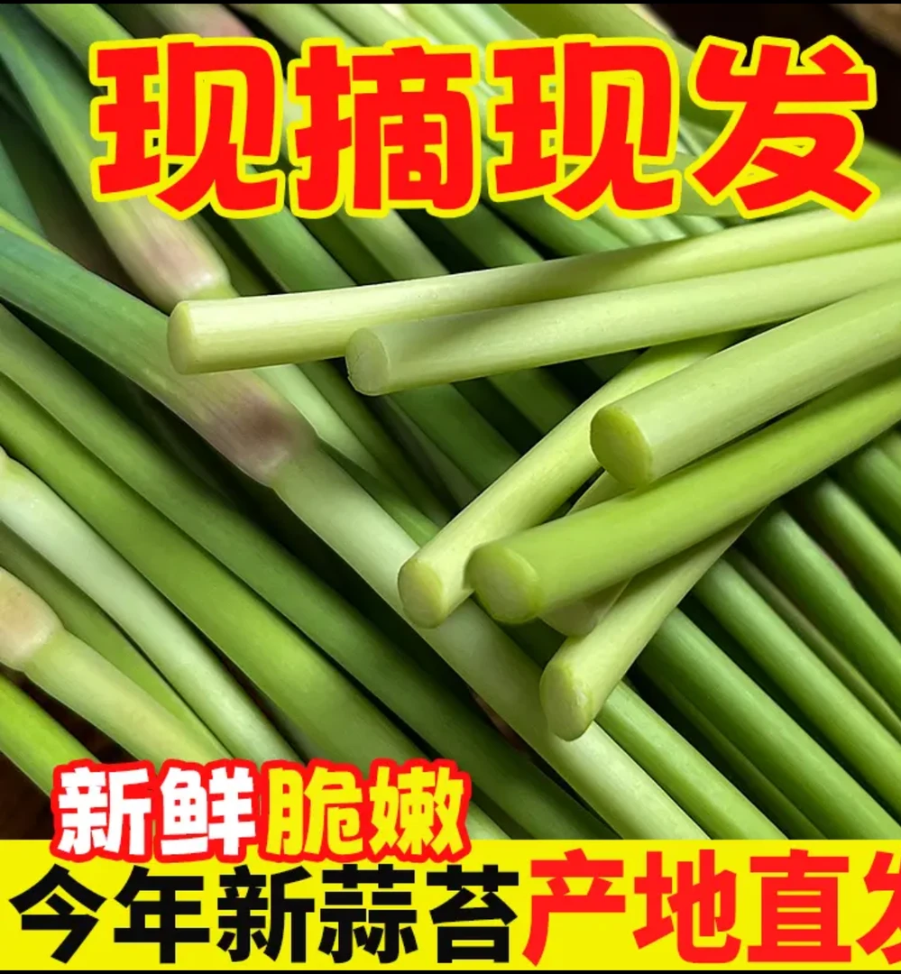 新鲜红帽蒜苔现摘现发脆嫩爽口农家种植应季蔬菜