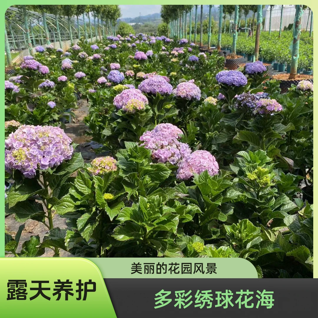 【花手鞠】云南用品露天盆栽绣球花种植基地直发