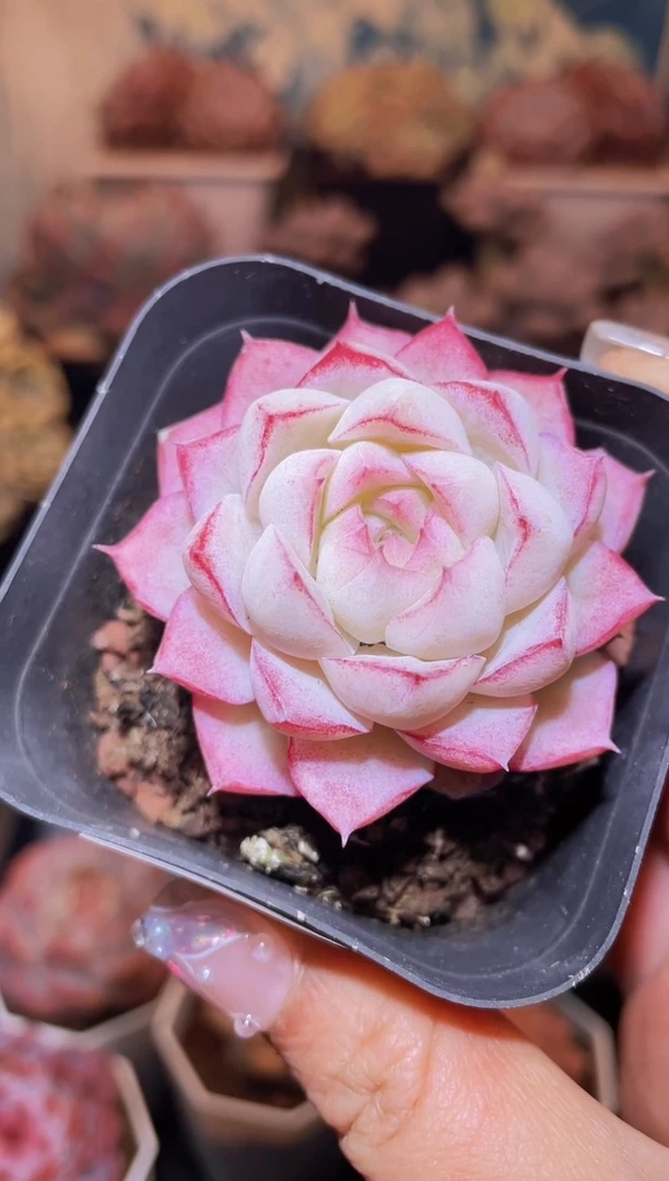 【闪购商品】223玉簪多肉