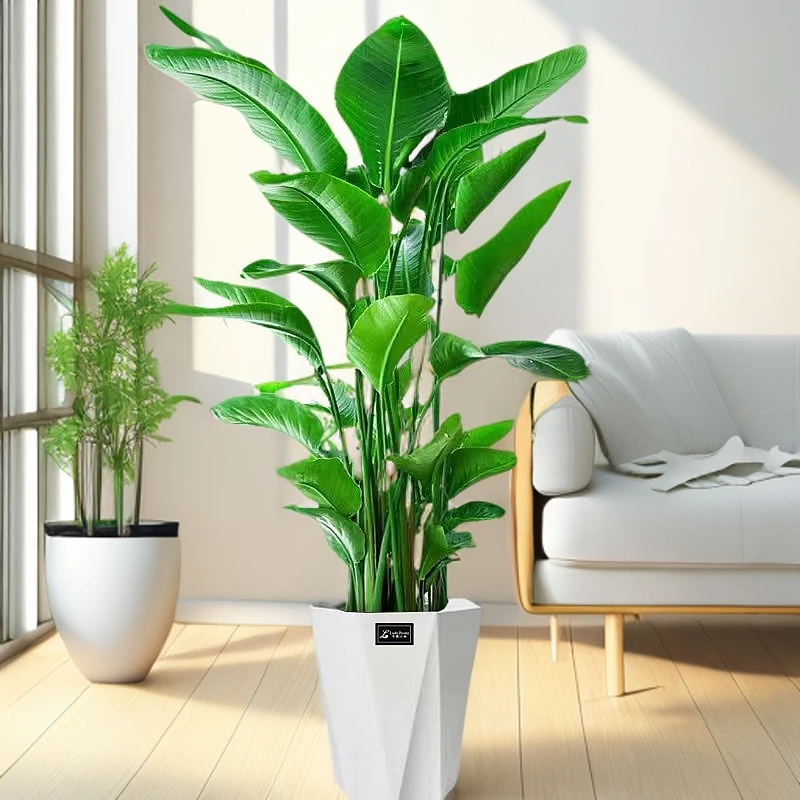 【老桩易活】1.5-1.6米大型落地天堂鸟室内活绿植大叶美观--豆清hy