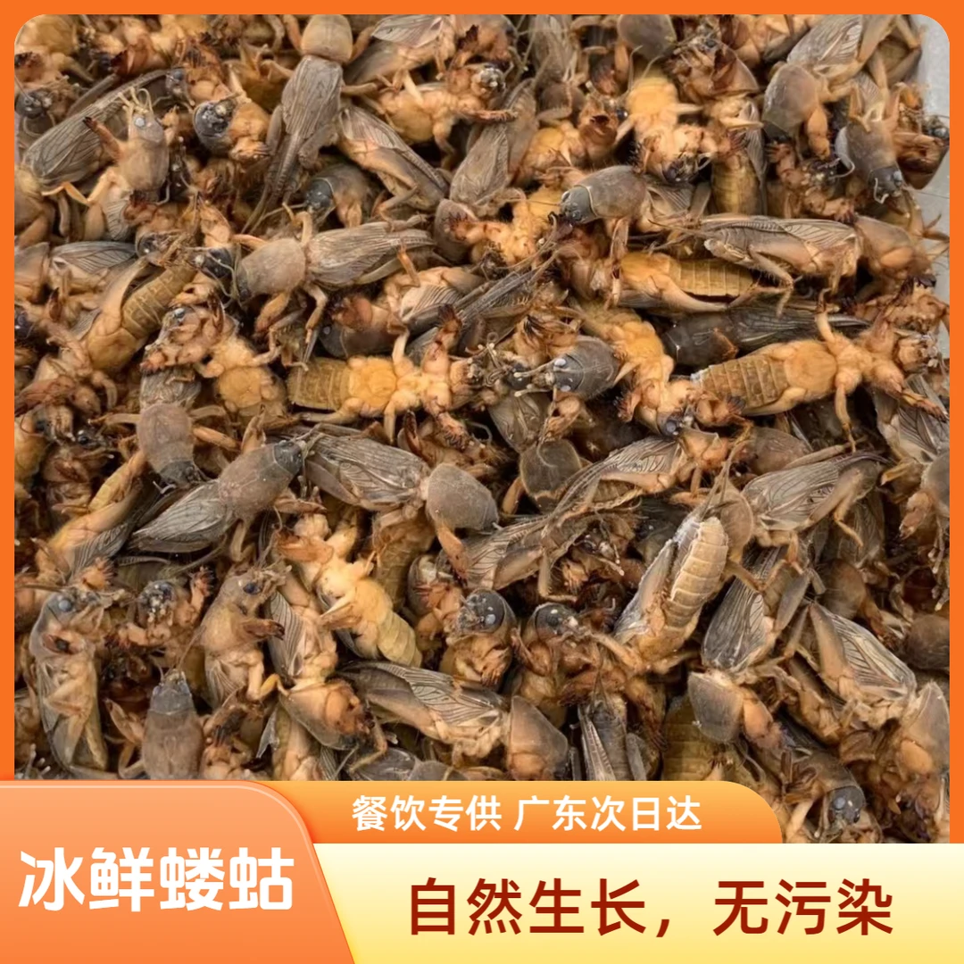 冰鲜蝼蛄新鲜土狗子冷冻蝲蝲蛄食用正宗土狗虫冷冻蝼蛄可食用昆虫