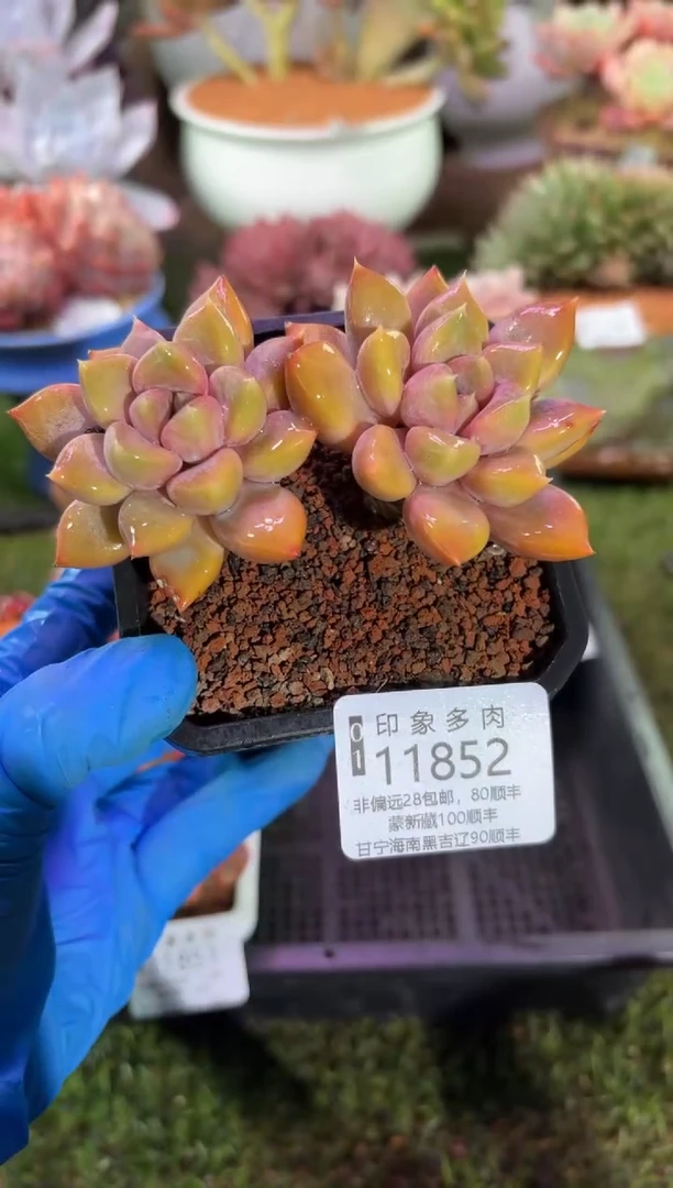 【闪购商品】11852
