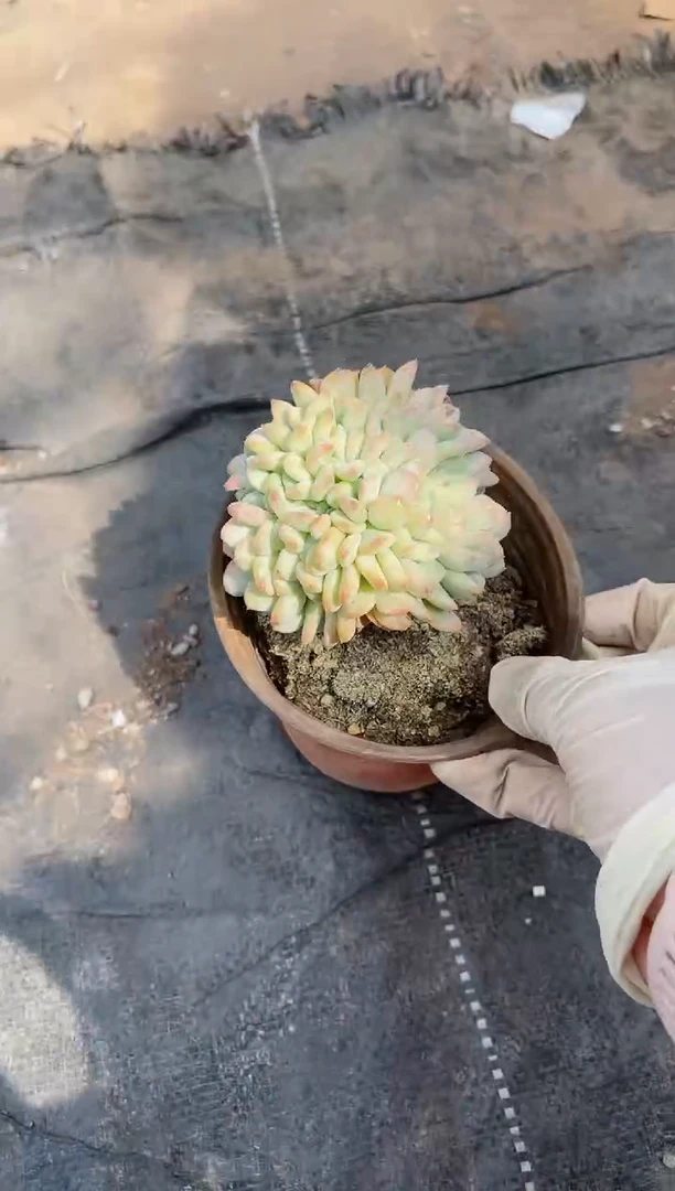 【闪购商品】11228