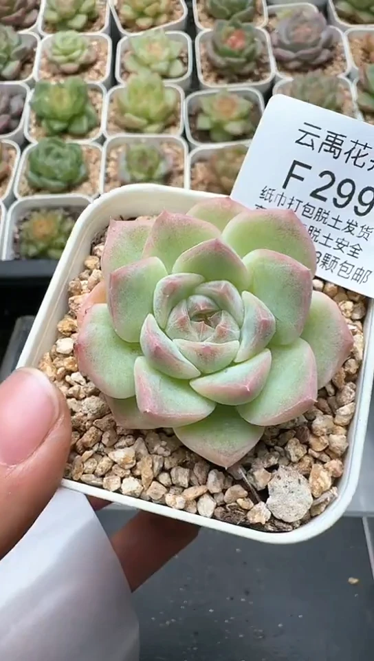 299F云禹多肉植物 默认脱土纸巾打包 3颗包邮