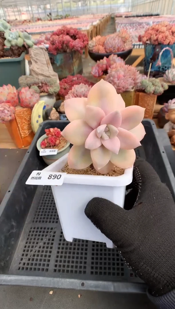 【闪购商品】890风车锦一物一拍