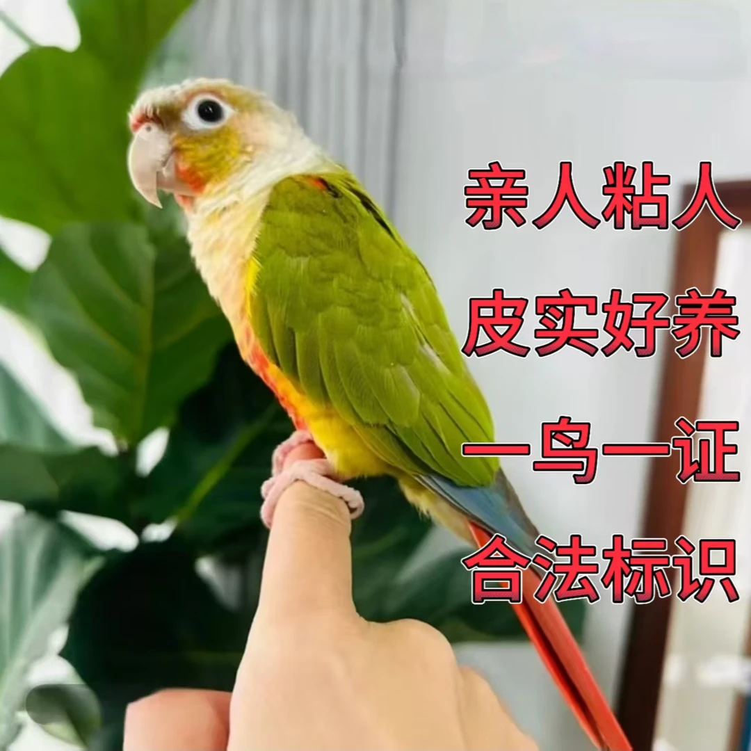 手养鹦鹉幼鸟赠奶粉鸟粮喂养工具