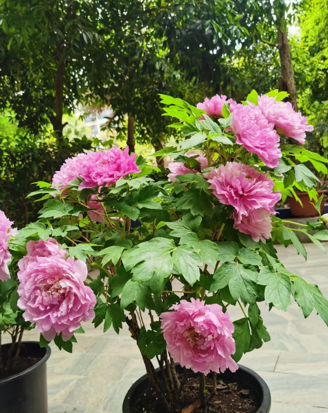 牡丹树苗室内室外均可种植新手简单